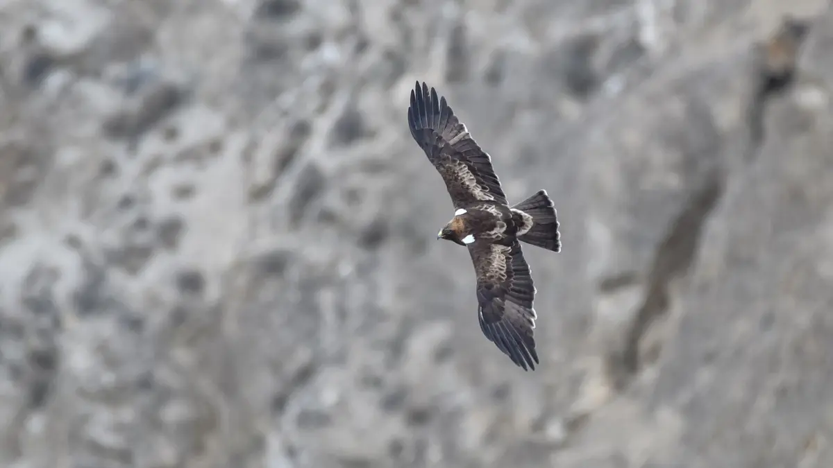 Un esemplare di aquila minore (Hieraaetus pennatus)