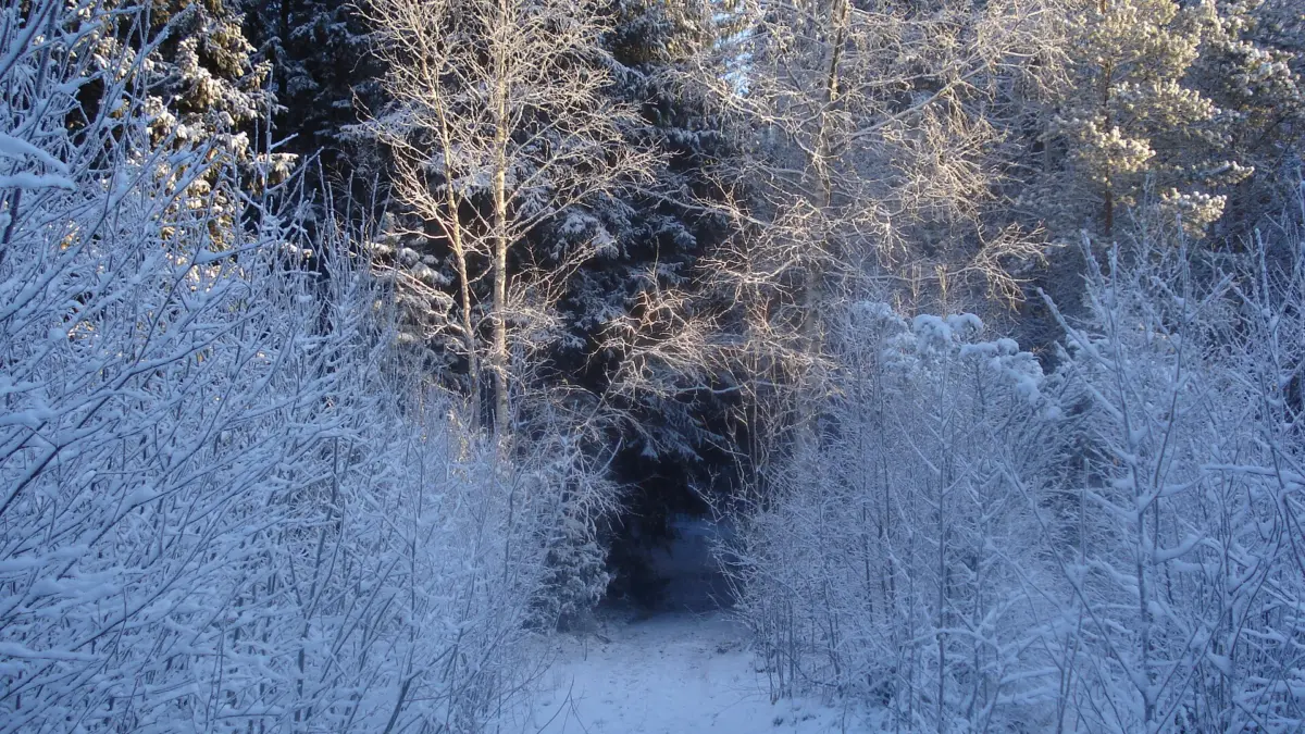 Foresta boreale in Finlandia