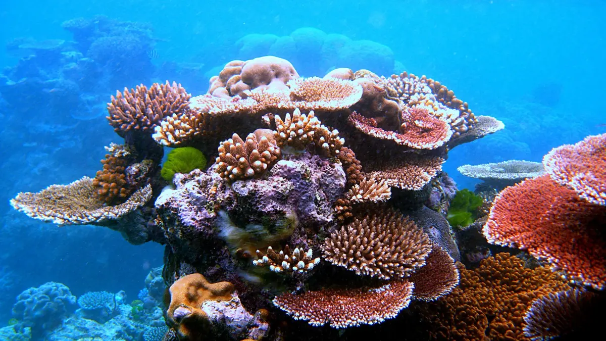 Coralli della Grande Barriera Corallina in Australia
