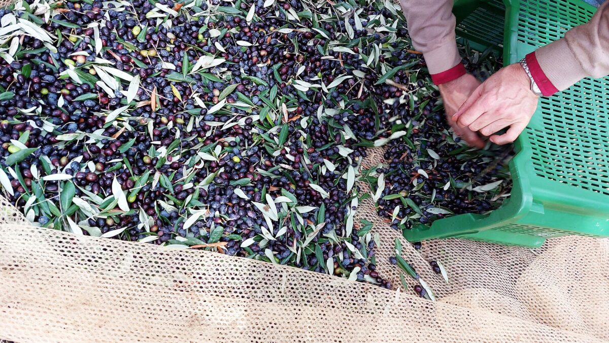 Cassette colme di olive appena raccolte