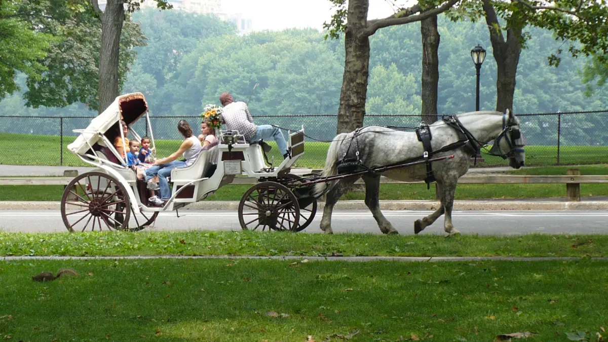 Carrozza a cavalli in servizio a Central Park